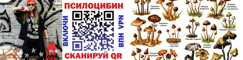 Псилоцибиновые грибы Psilocybe  магазин  наркотиков  Карачаевск 
